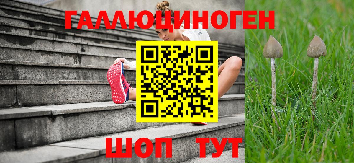 Псилоцибиновые грибы Psilocybe Всеволожск